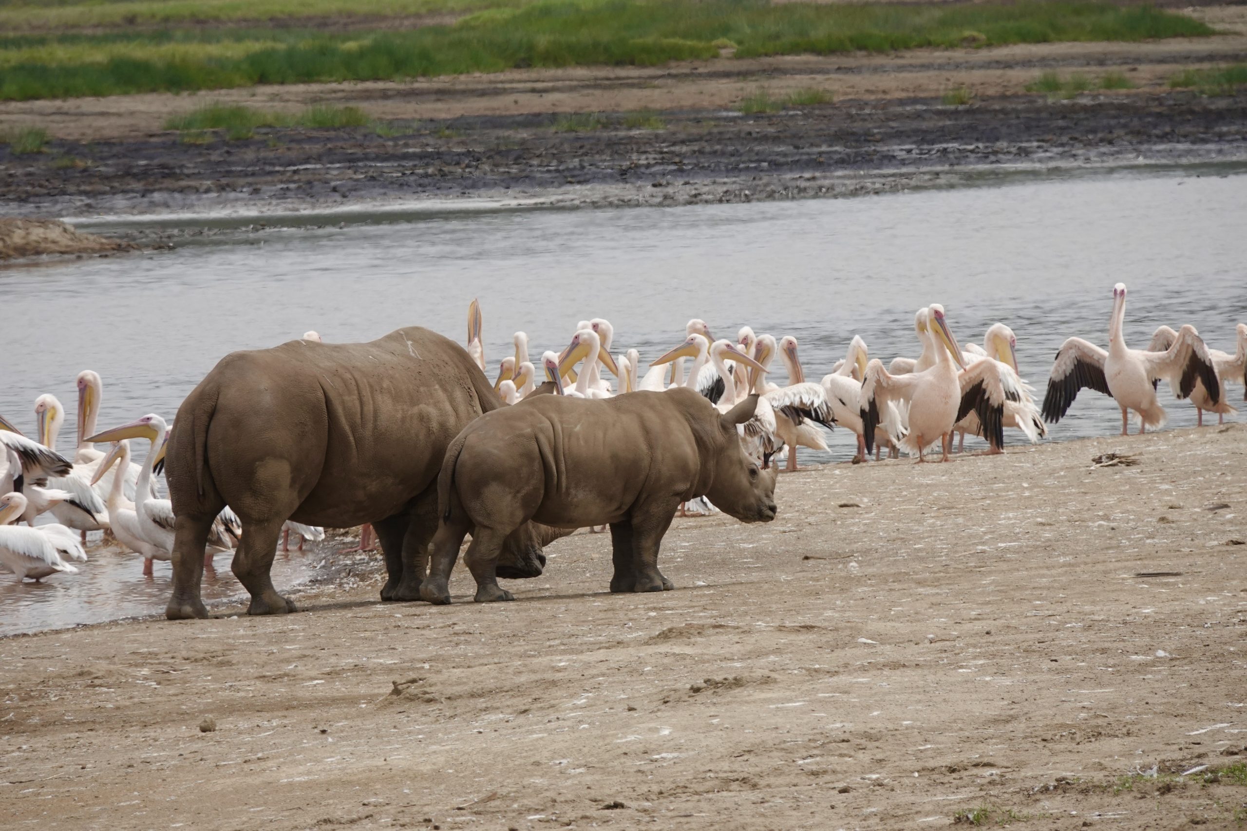 Neushoorns in Nakuru NP Neushoorns in Nakuru NP