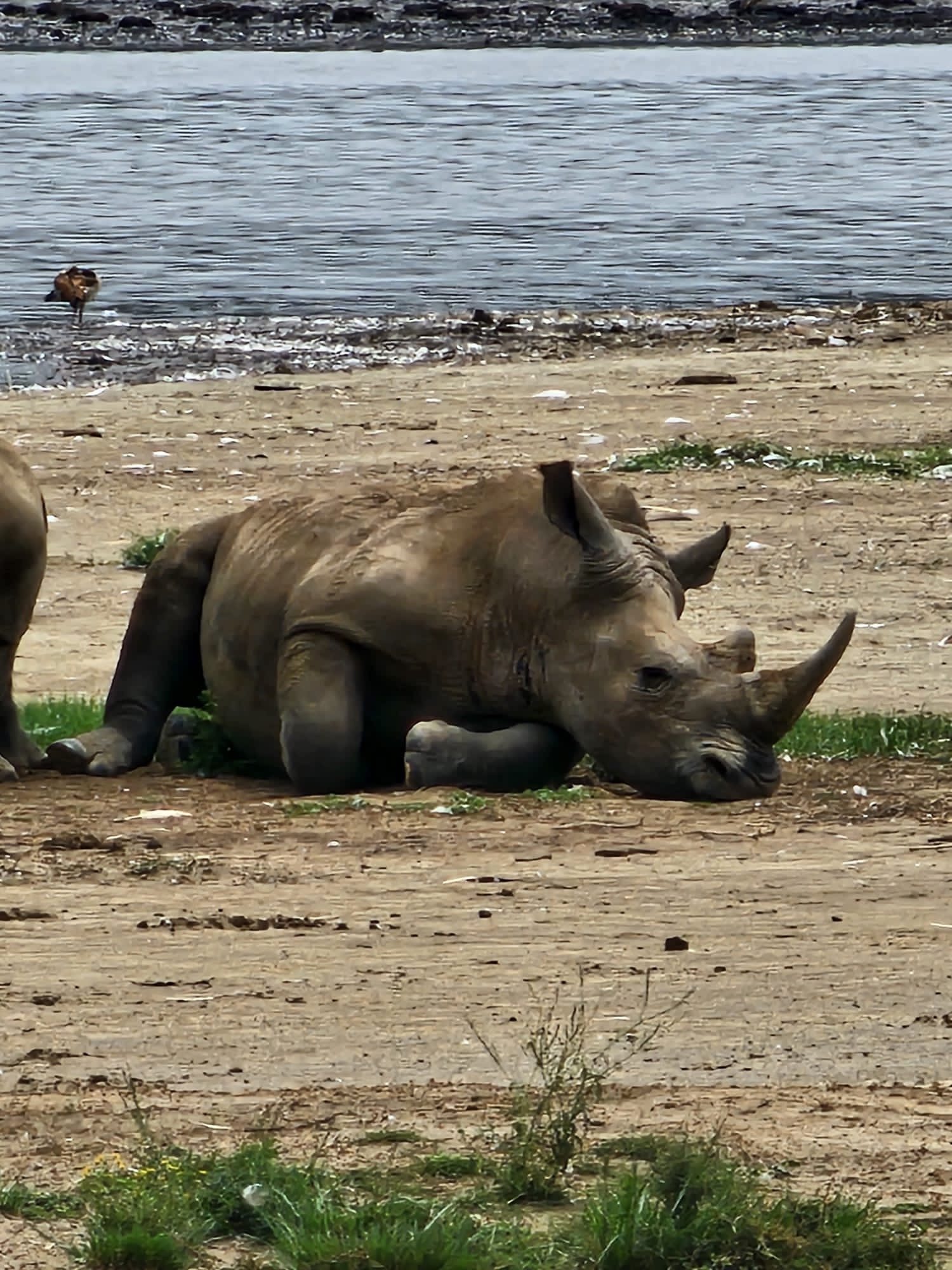 Neushoorn in Nakuru NP eushoorn in Nakuru NP