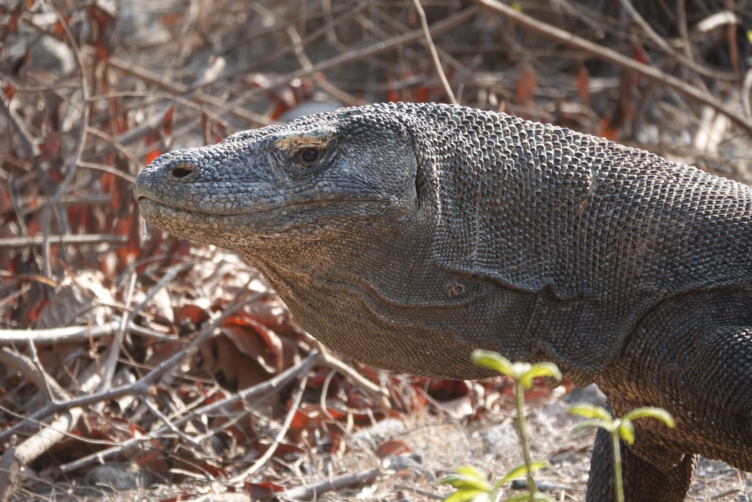 DSC08639 komodovaraan