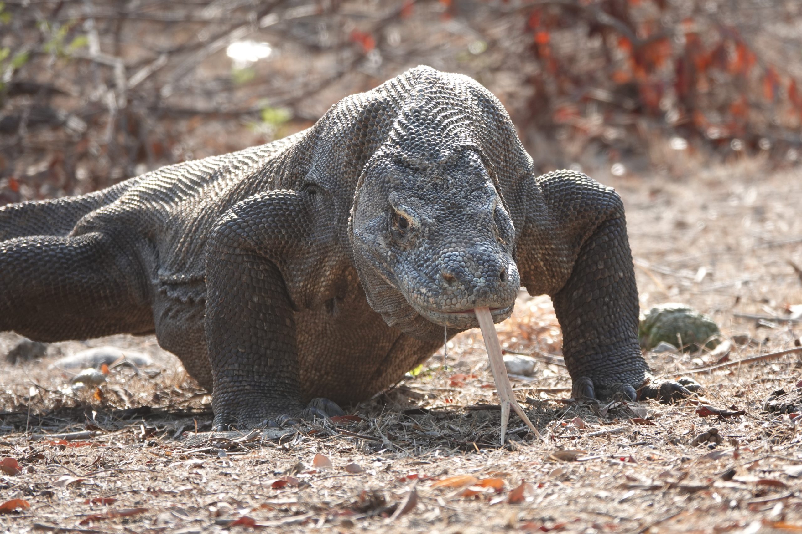 lopende komodovaraan Komodovaraan met tong uit de bek
