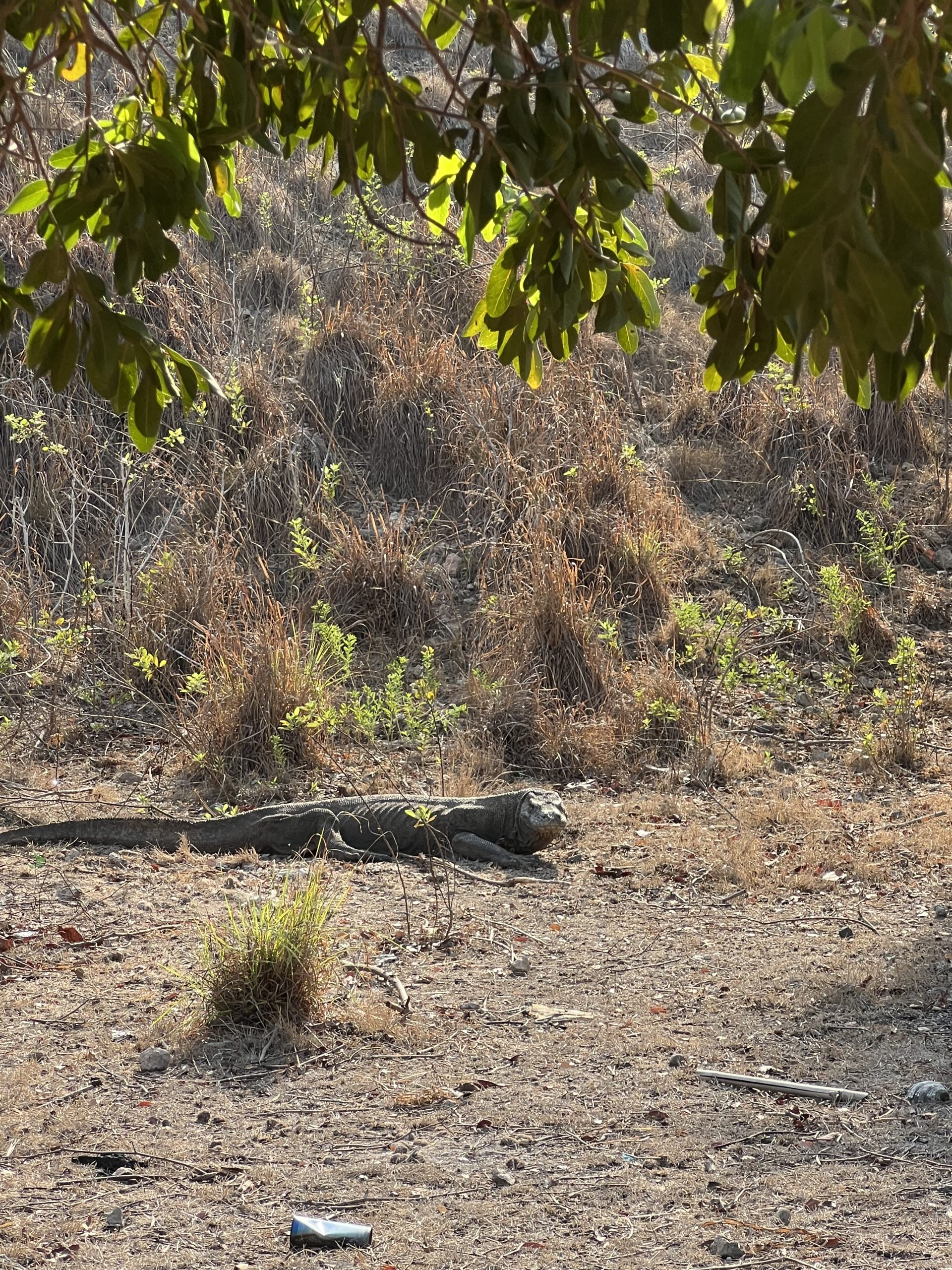komodovaraan liggende komodovaraan