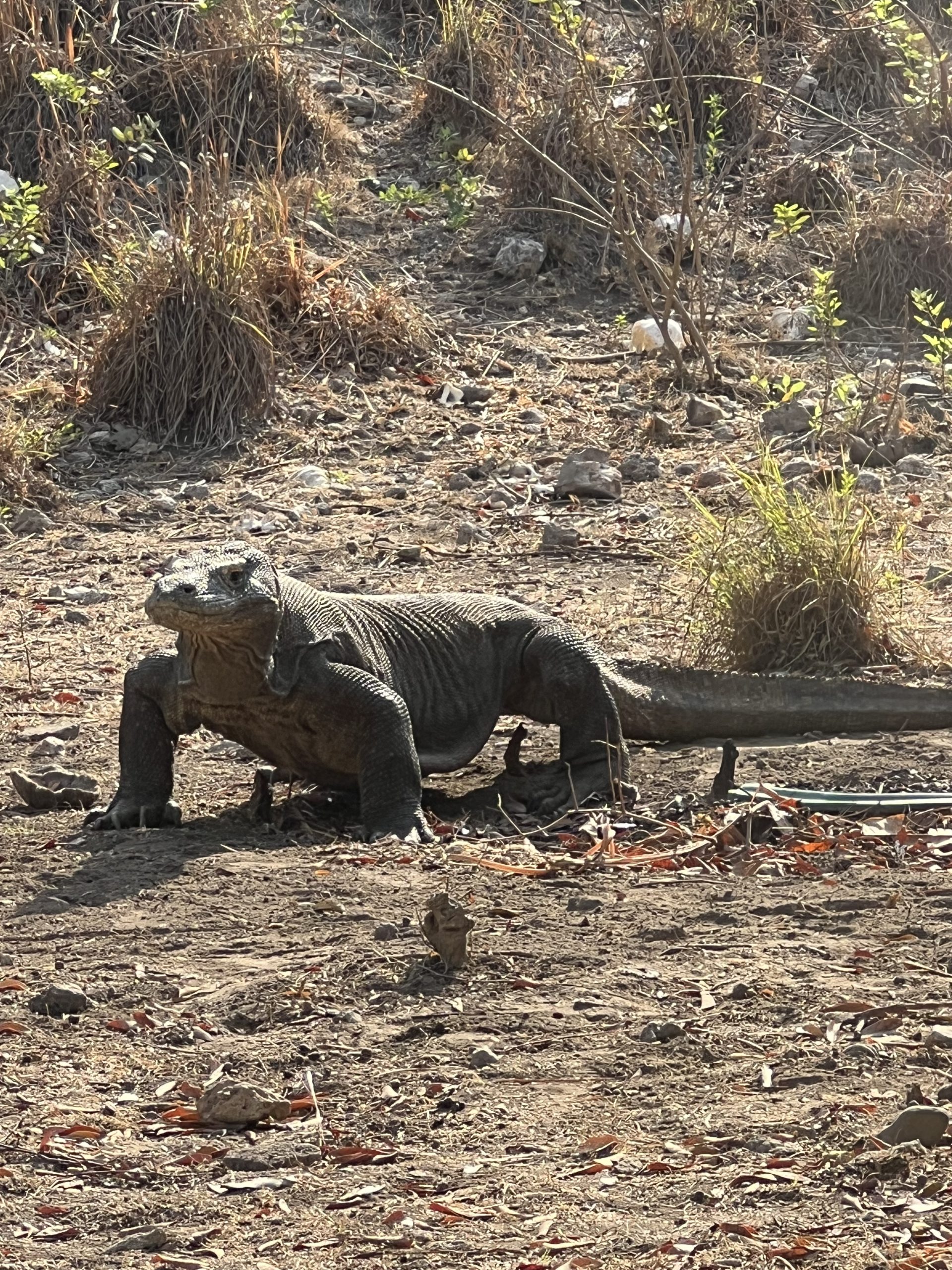 komodovaraan komodovaraan