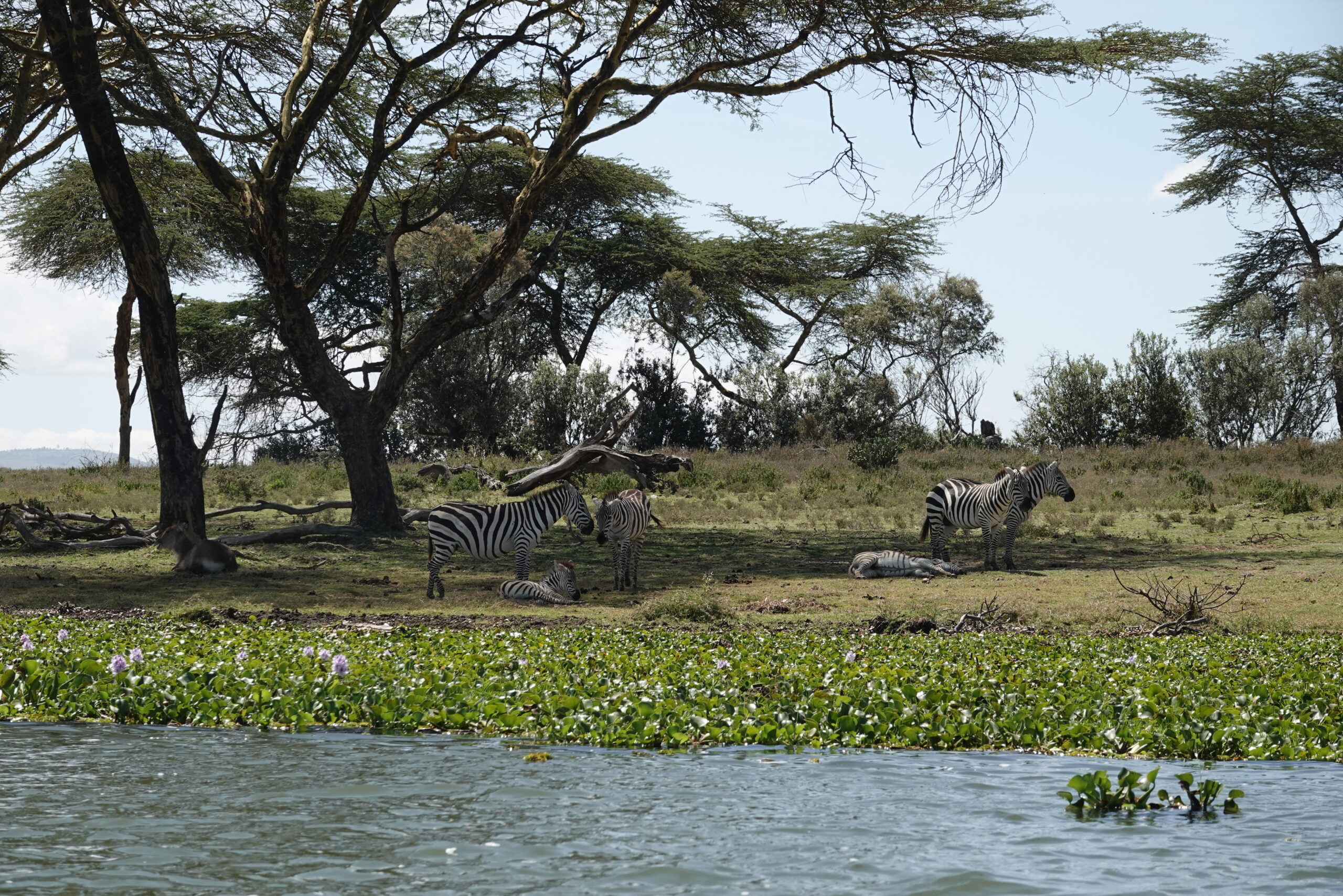 Lake Naivasha Kenia