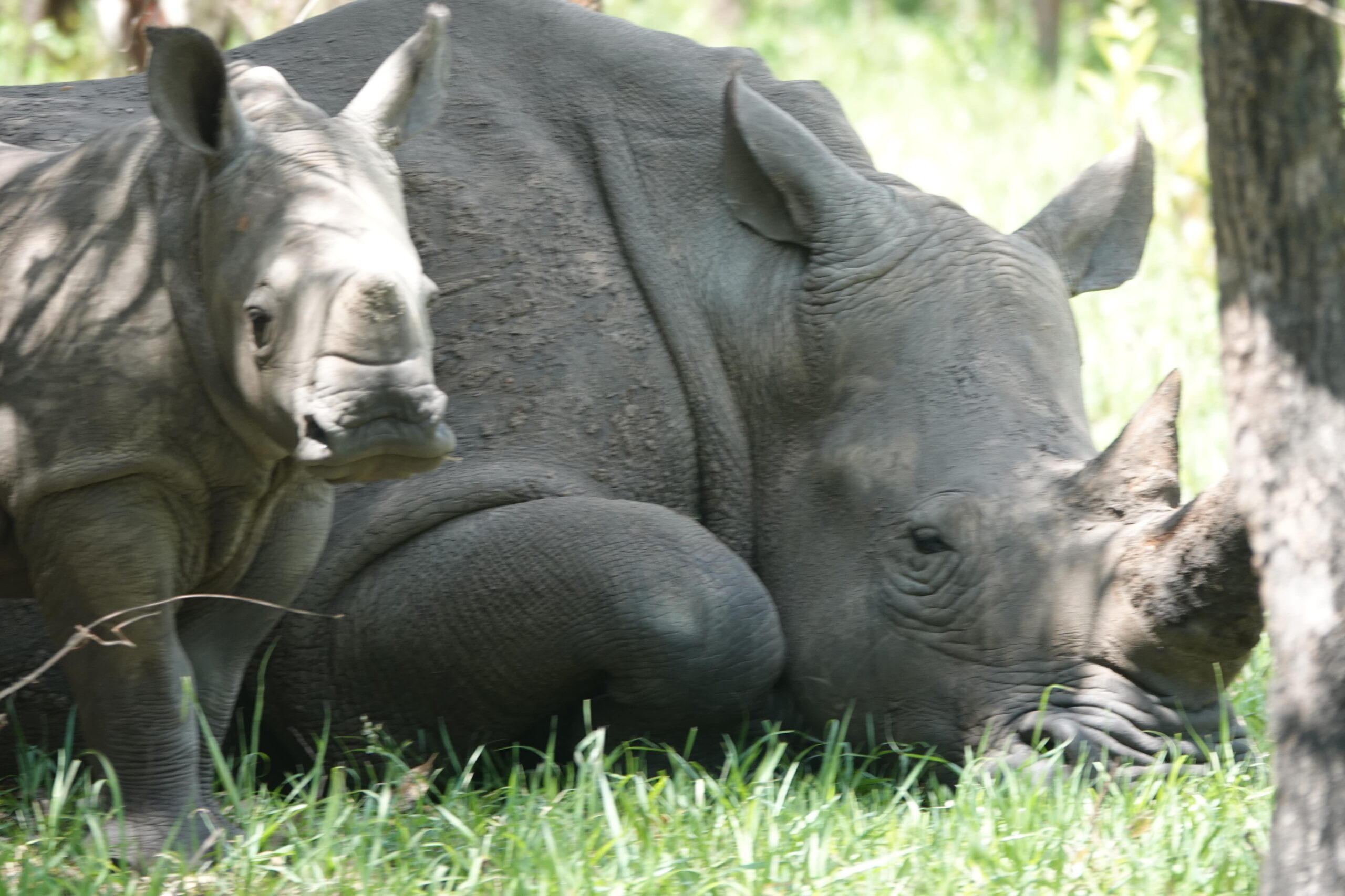 Neushoorn in ZIWA Uganda