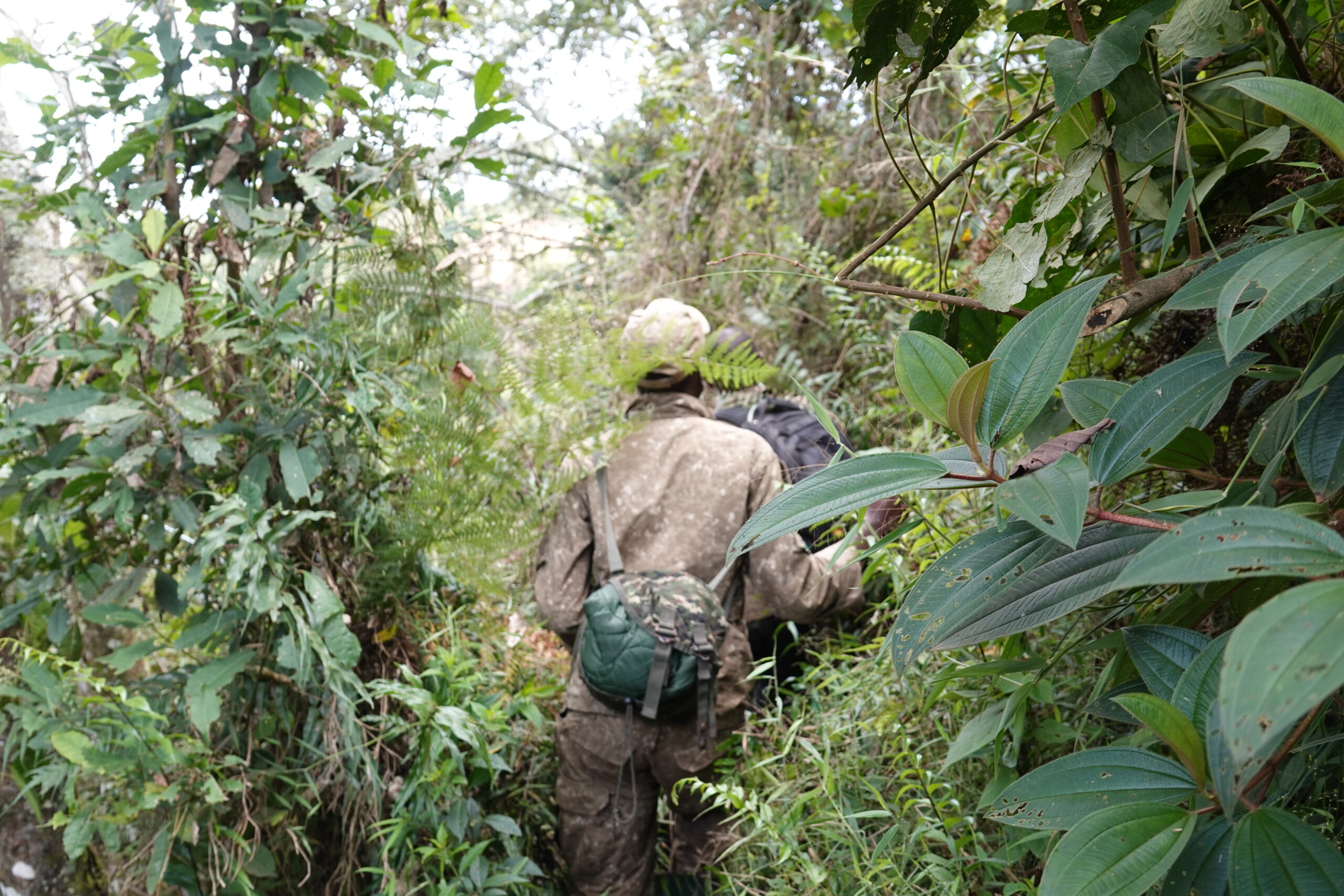 Gorilla trekking Bwindi Oeganda