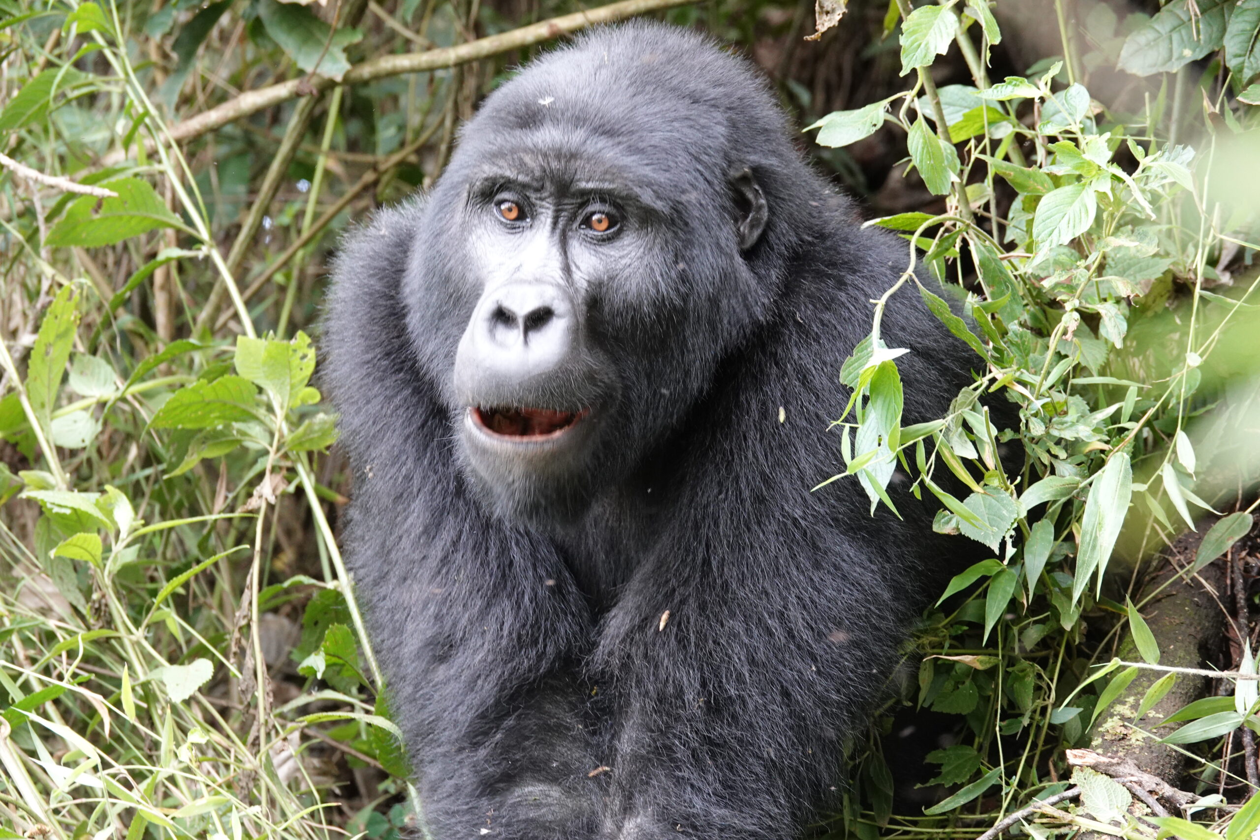 Gorilla familie Kyaguriro