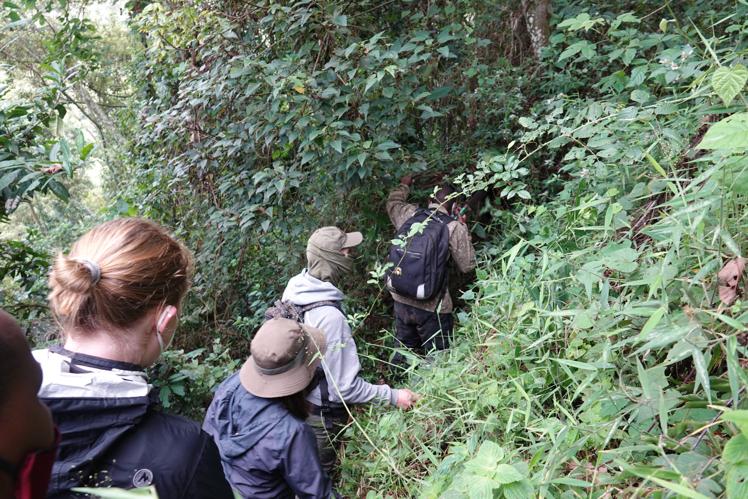 Door de jungle tijdens de gorilla trekking Bwindi