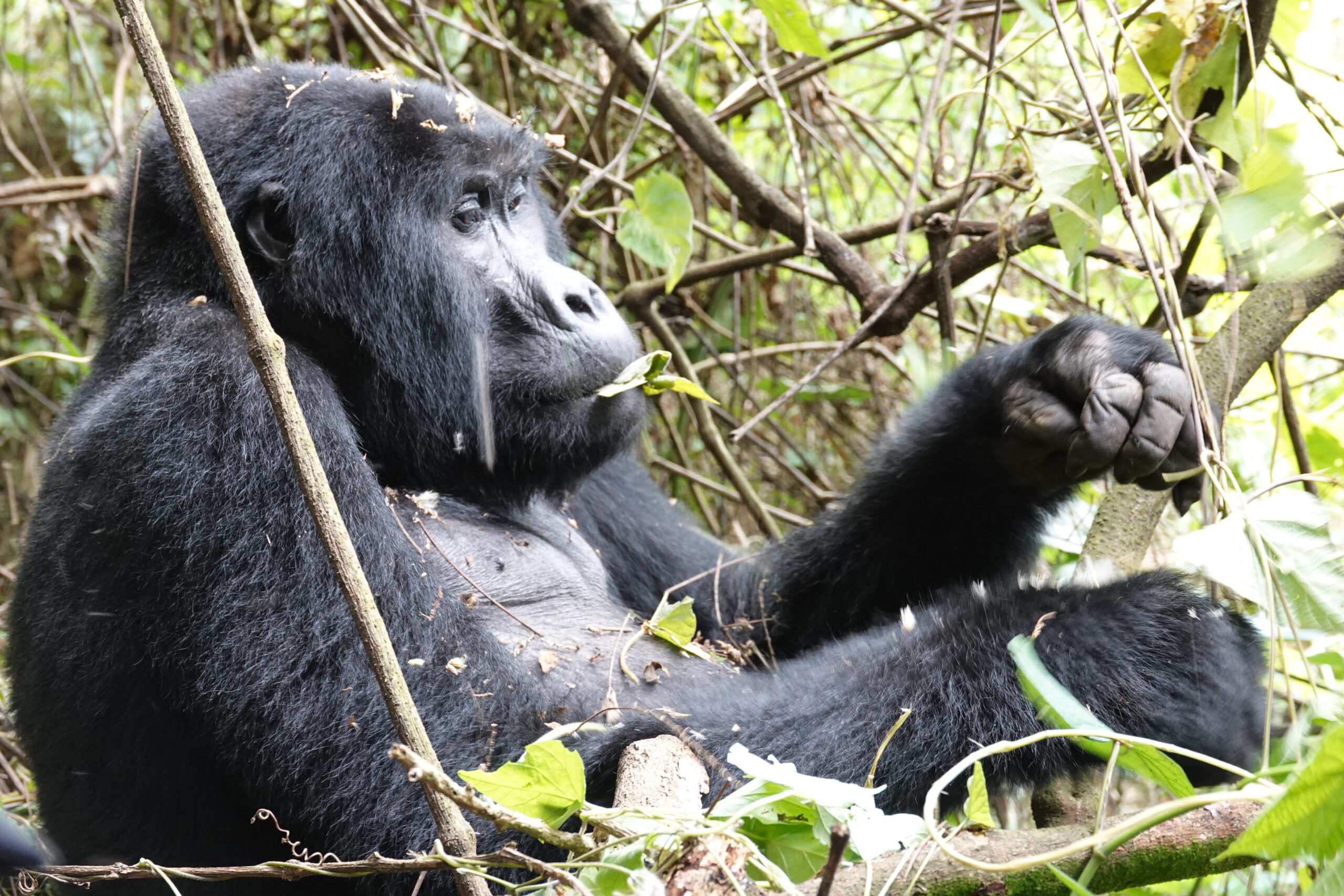 Gorilla van dichtbij Bwindi Oeganda