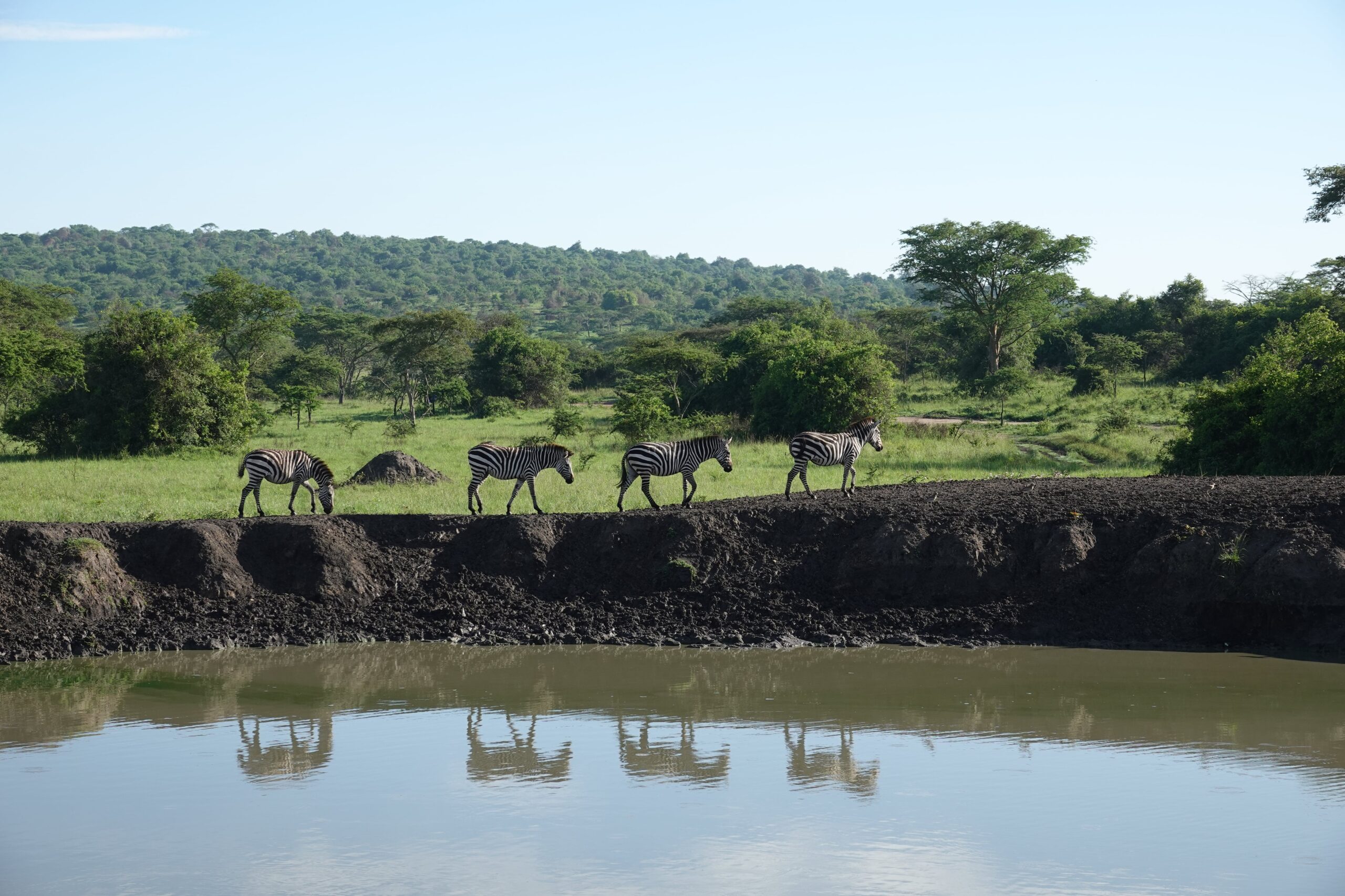 waterplas met zebra's Lake Mburo