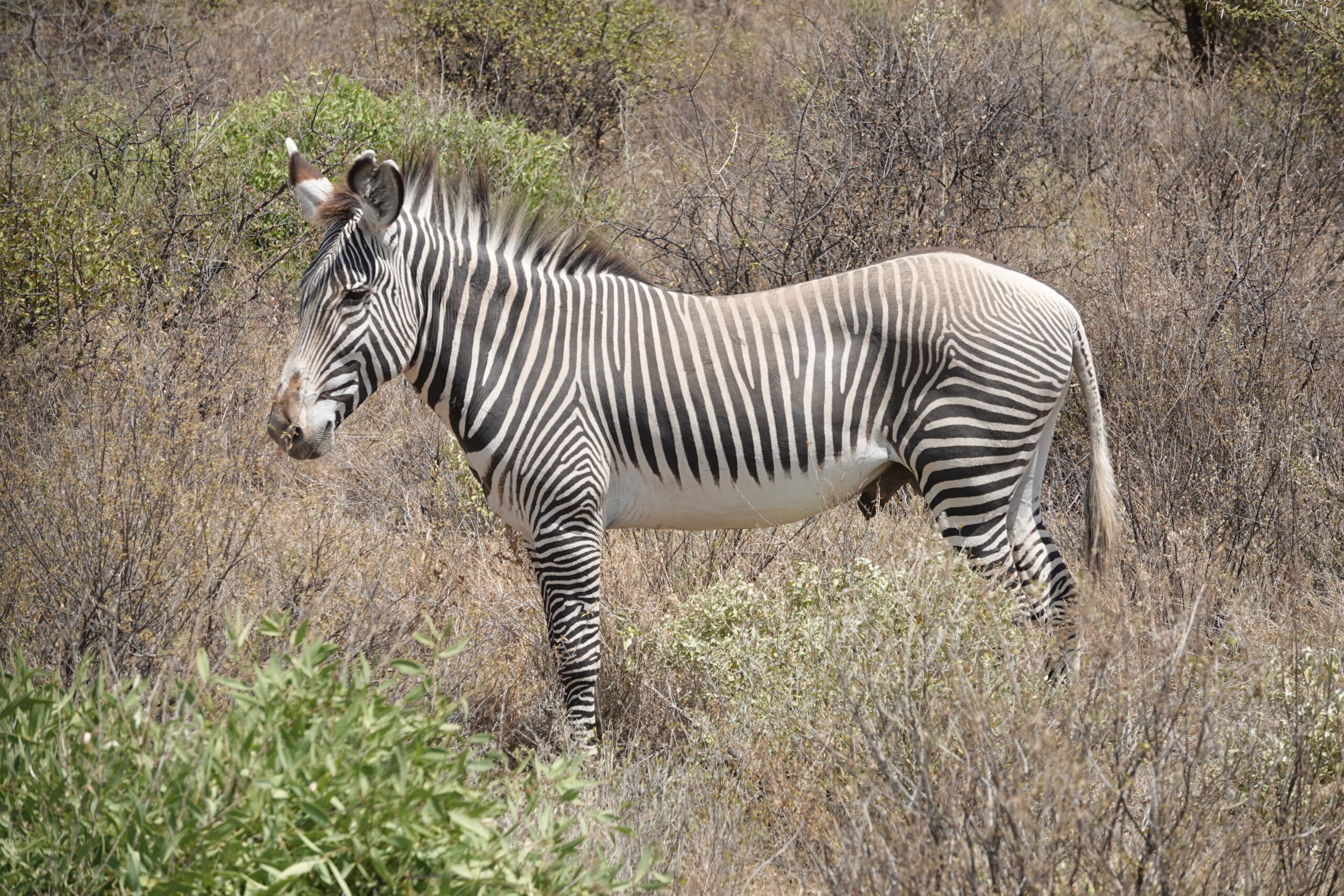 Grevy zebra Kenia