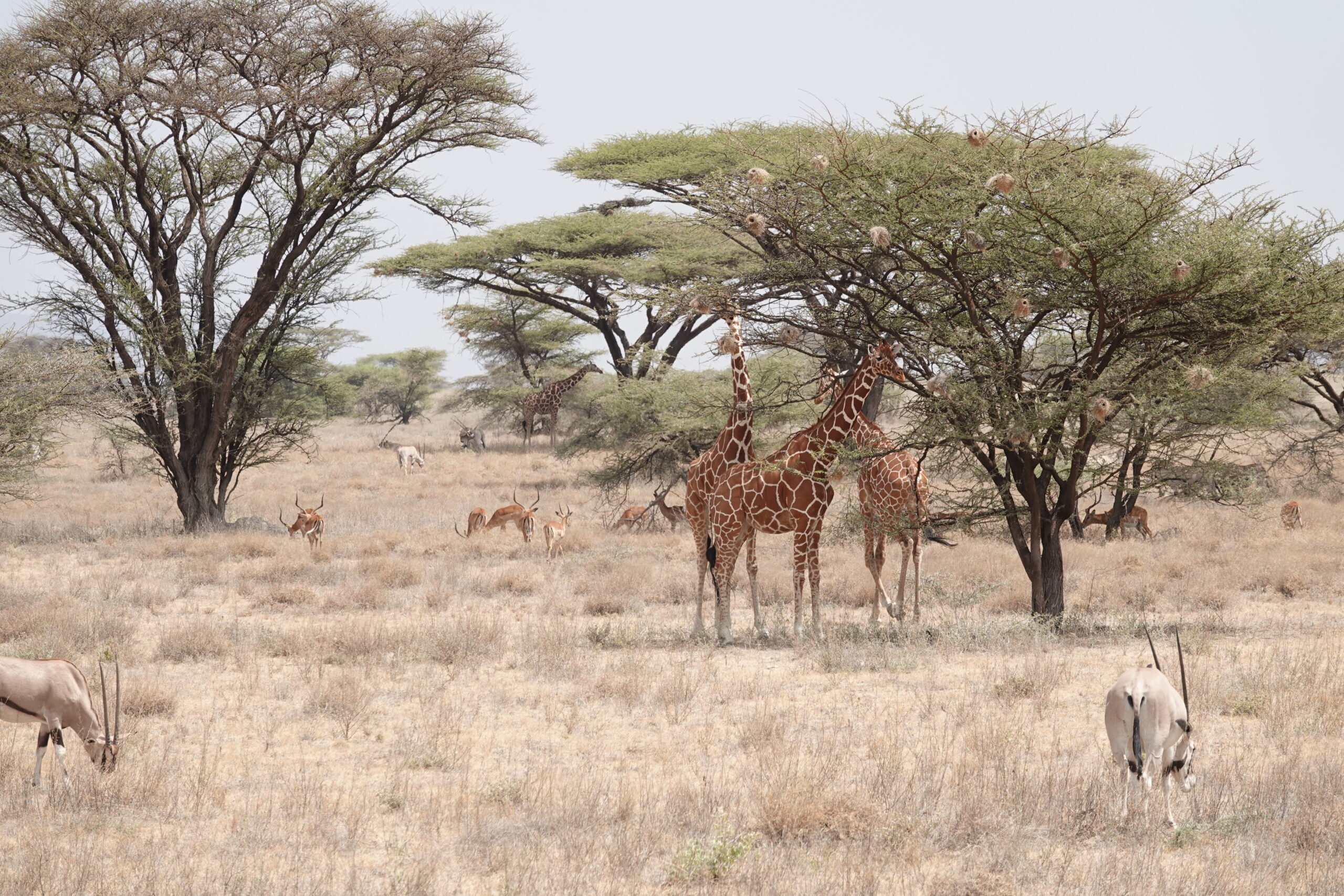 Samburu Kenia