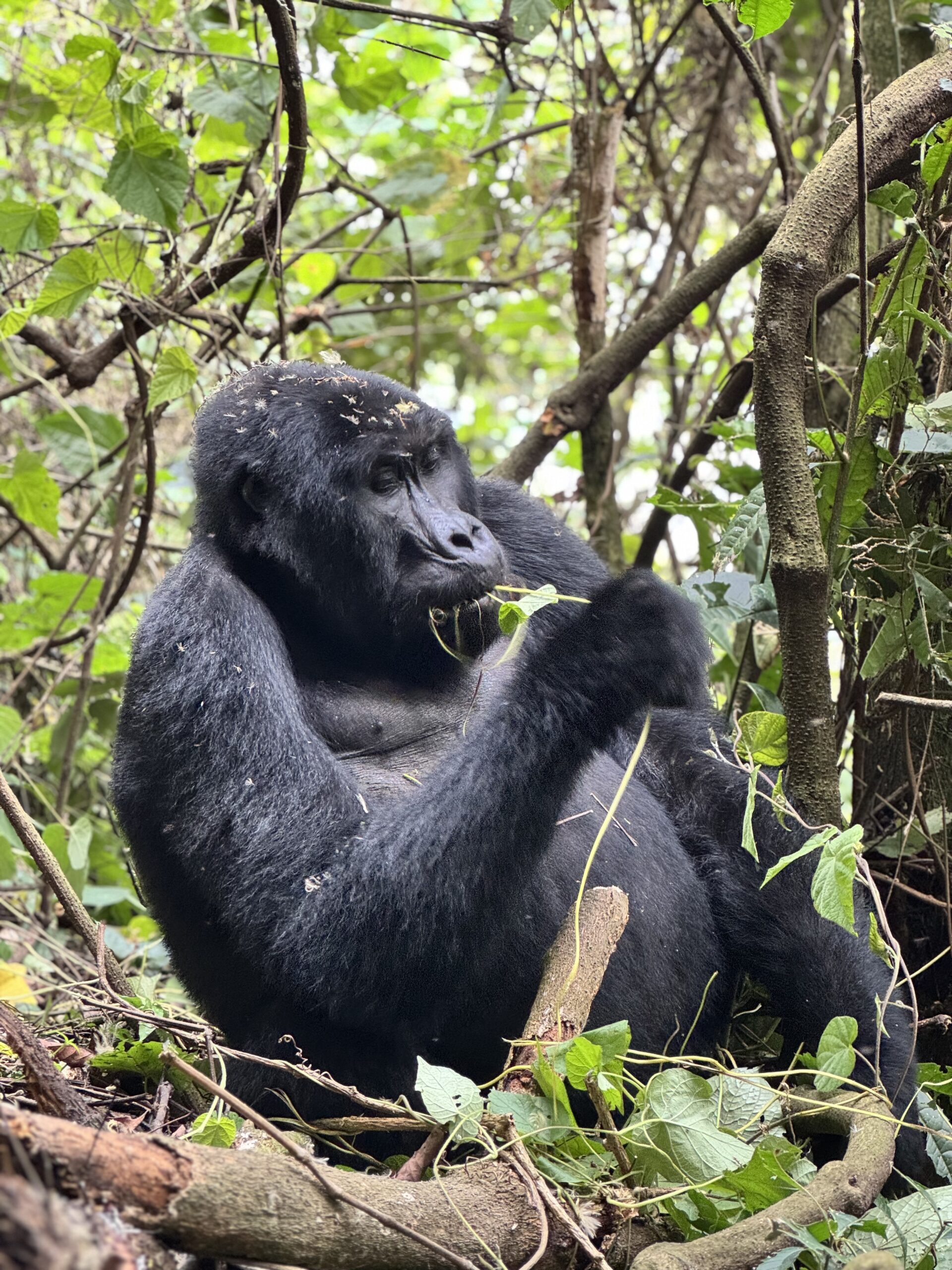 Gorilla Oeganda
