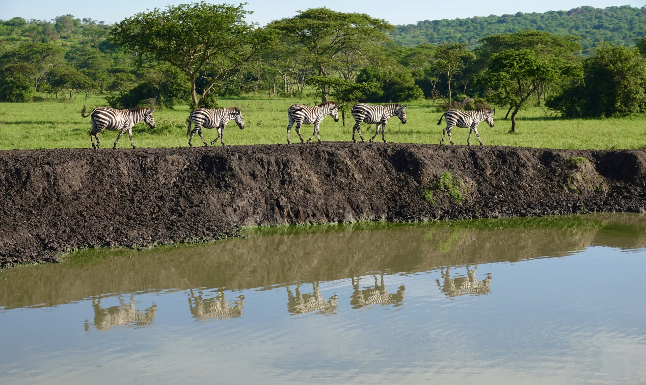 Mburo NP Oeganda