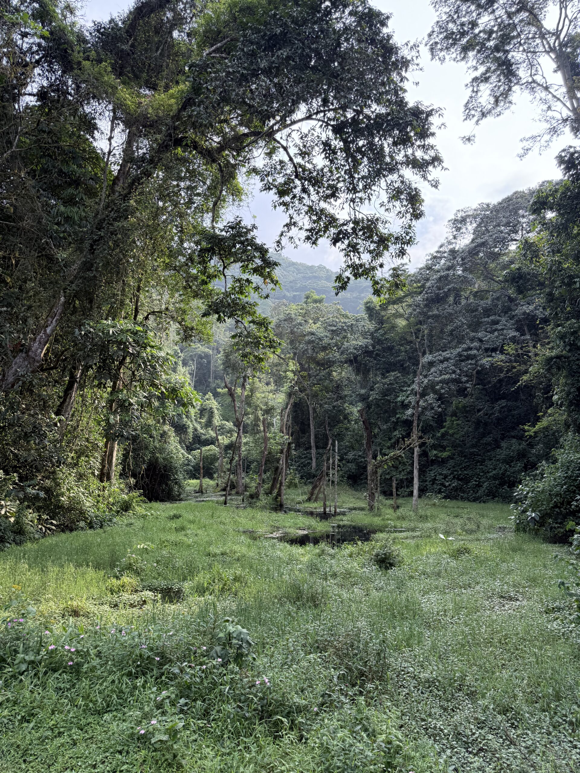 Bwindi NP Uganda