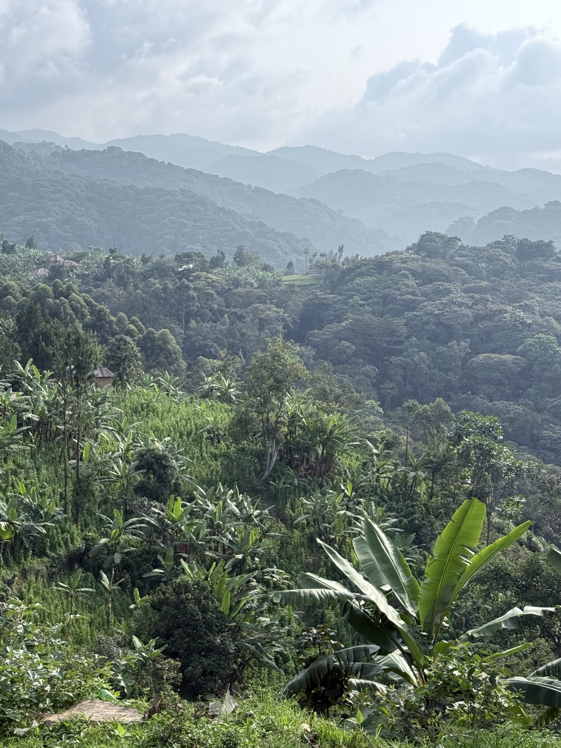 Bwindi NP Uganda