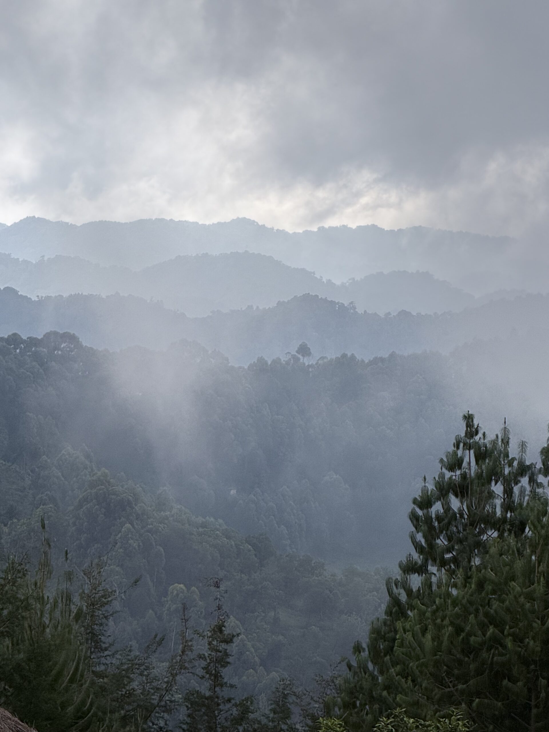 Mist in Bwindi NP Oeganda