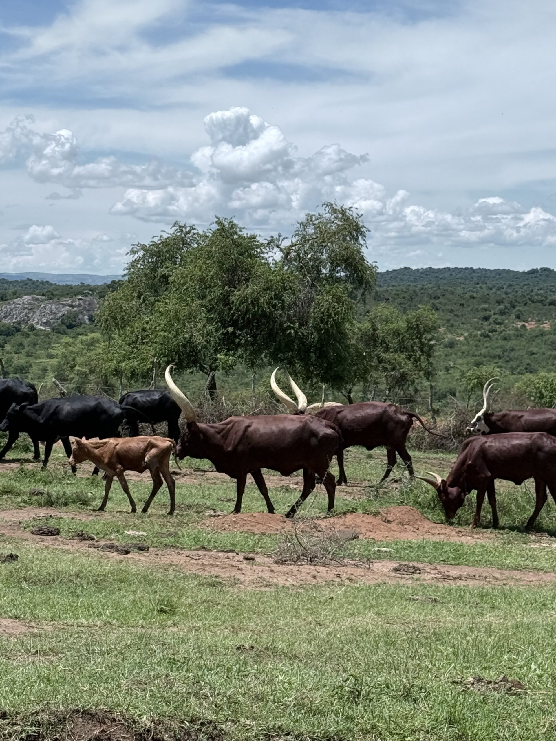 Ankole koe Oeganda