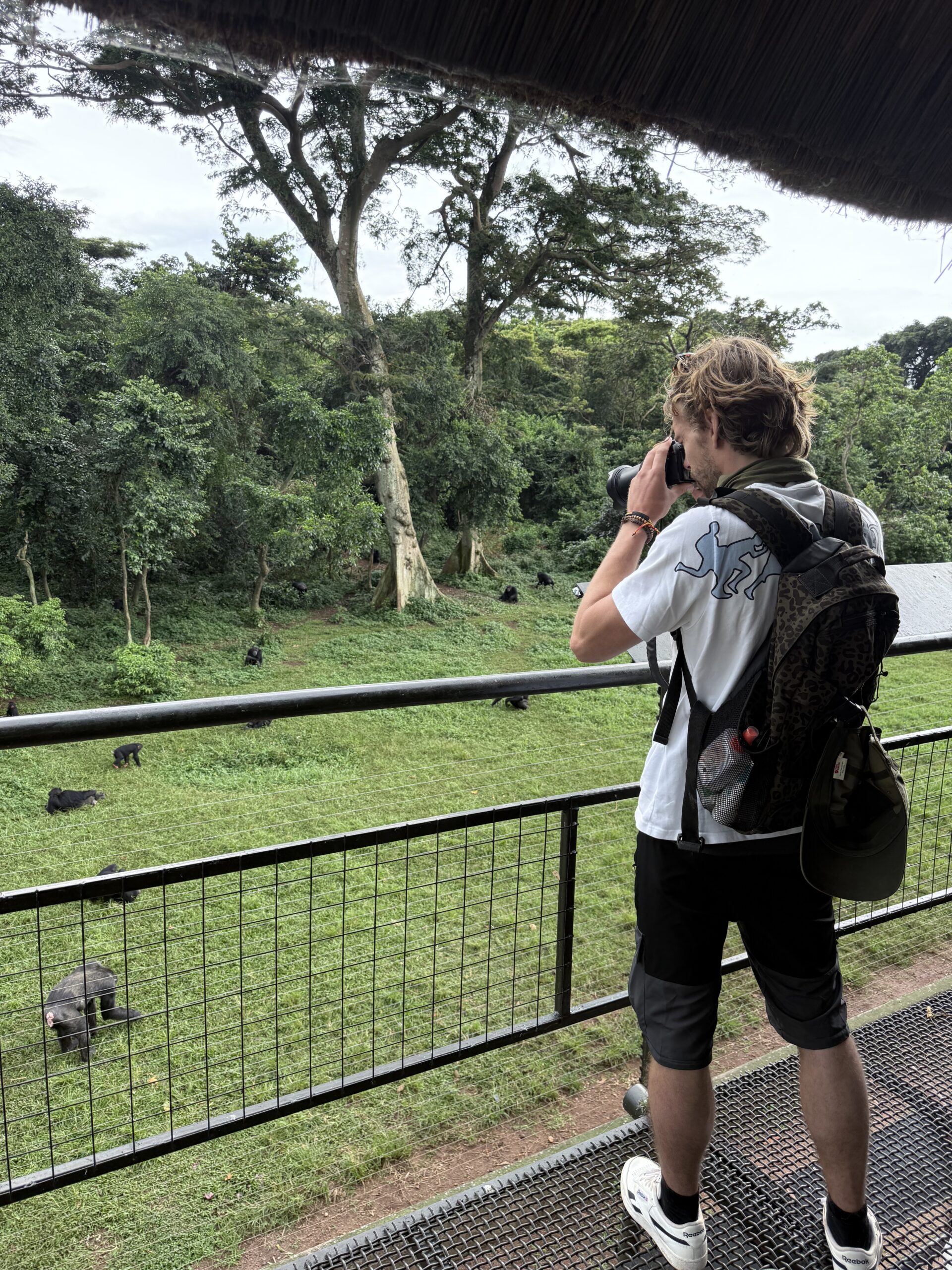hekken bij Ngamba Island Chimpanzee Sanctuary