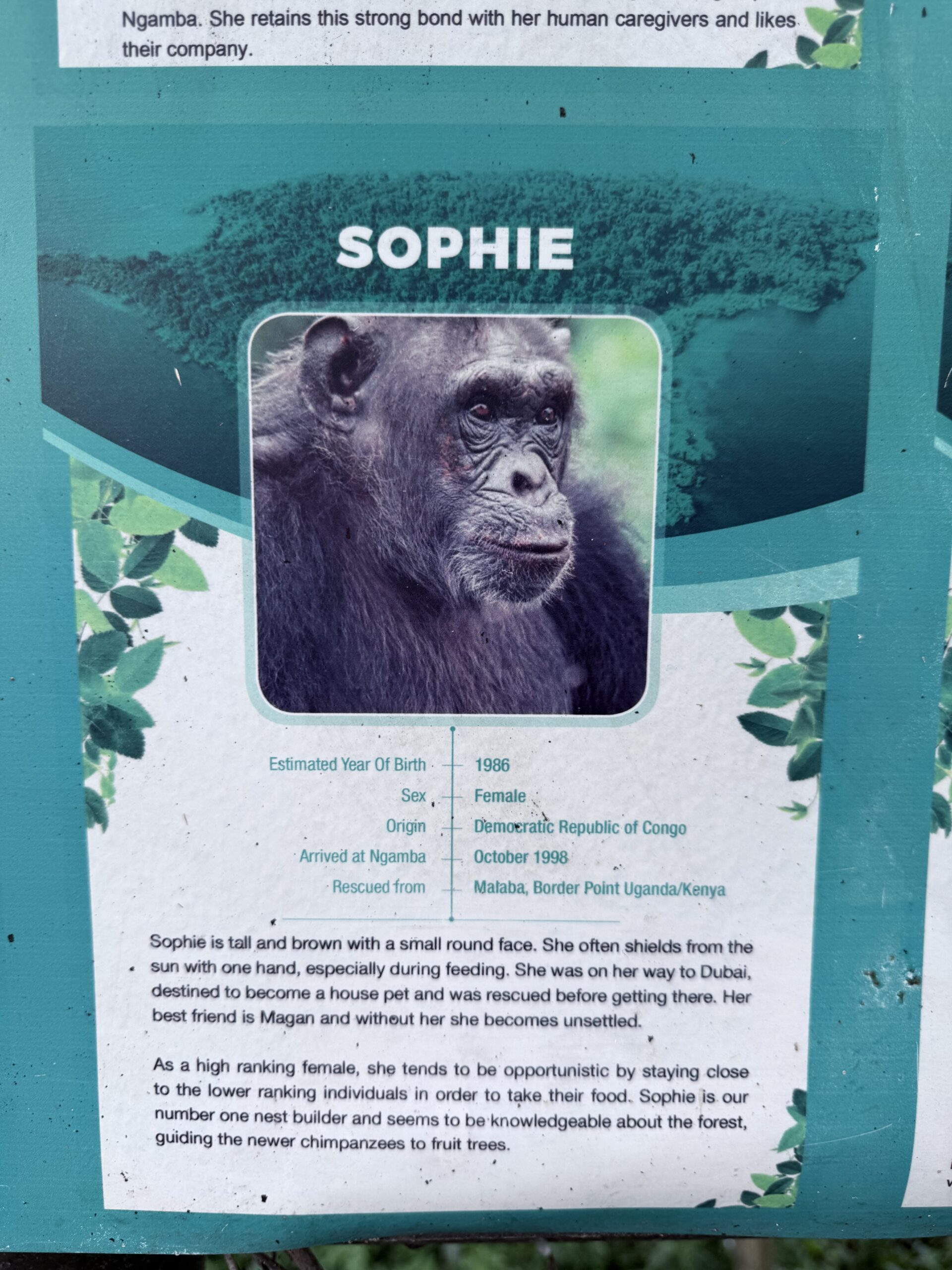 Een van de bewoners van Ngamba Island, Sophie