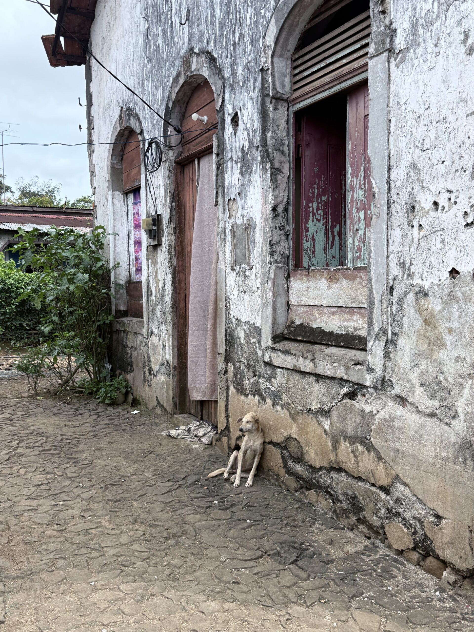 Hond voor een vervallen huis in Roça Aqua Izé