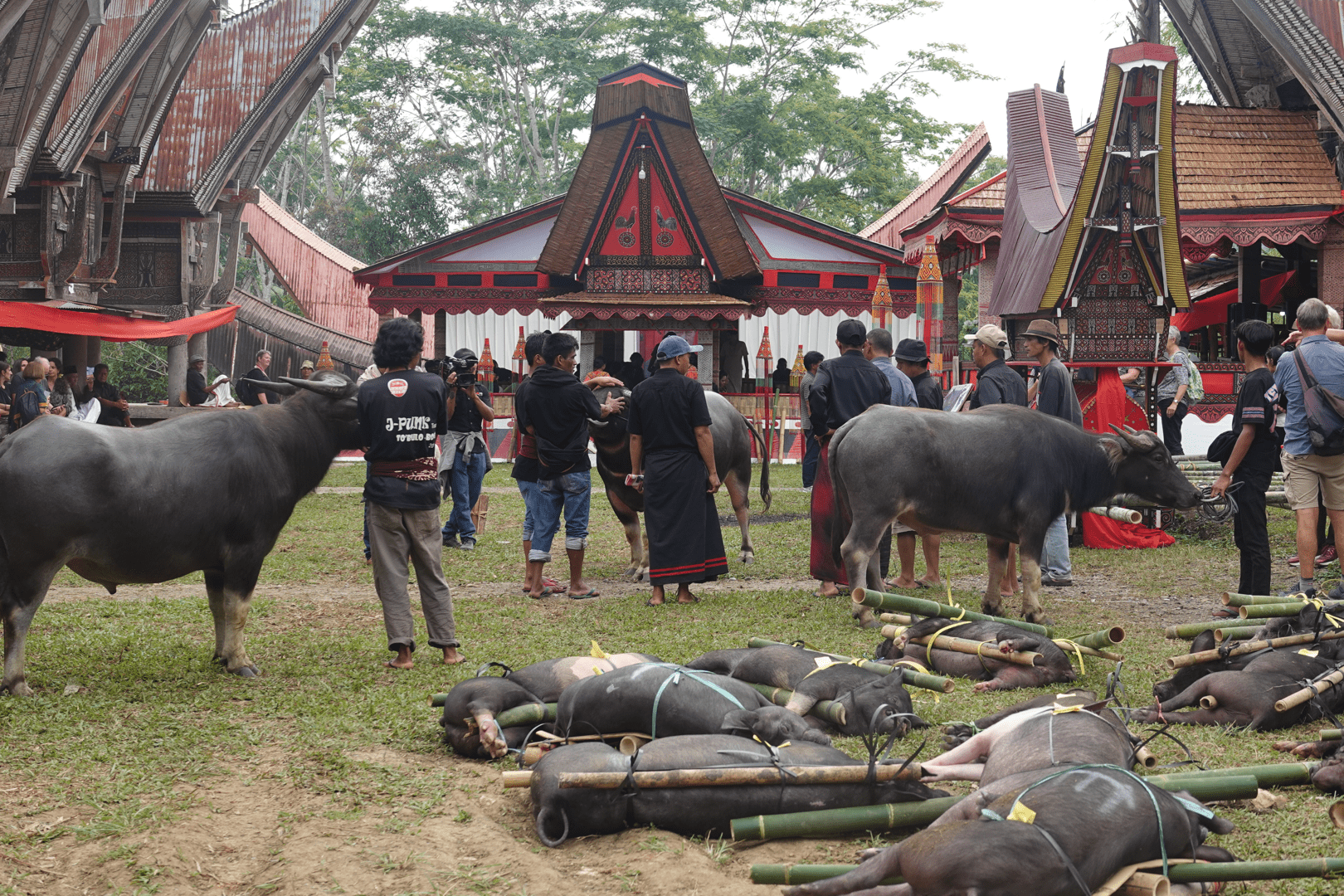 varkens op een begrafenis Tana Toraja varkens op een begrafenis Tana Toraja