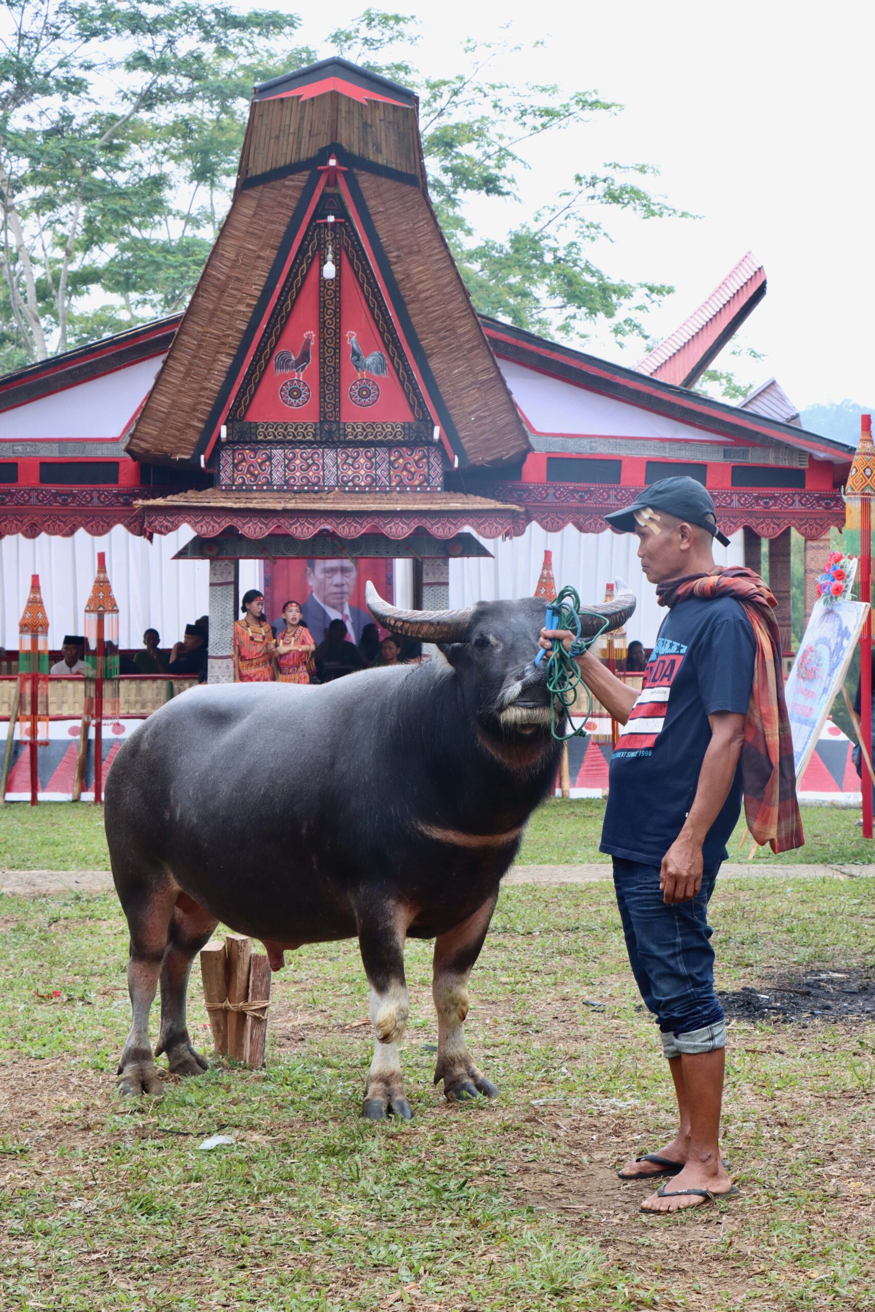 Buffel begrafenis Tana Toraja Buffel begrafenis Tana Toraja