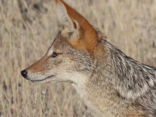 Jakhals in Etosha