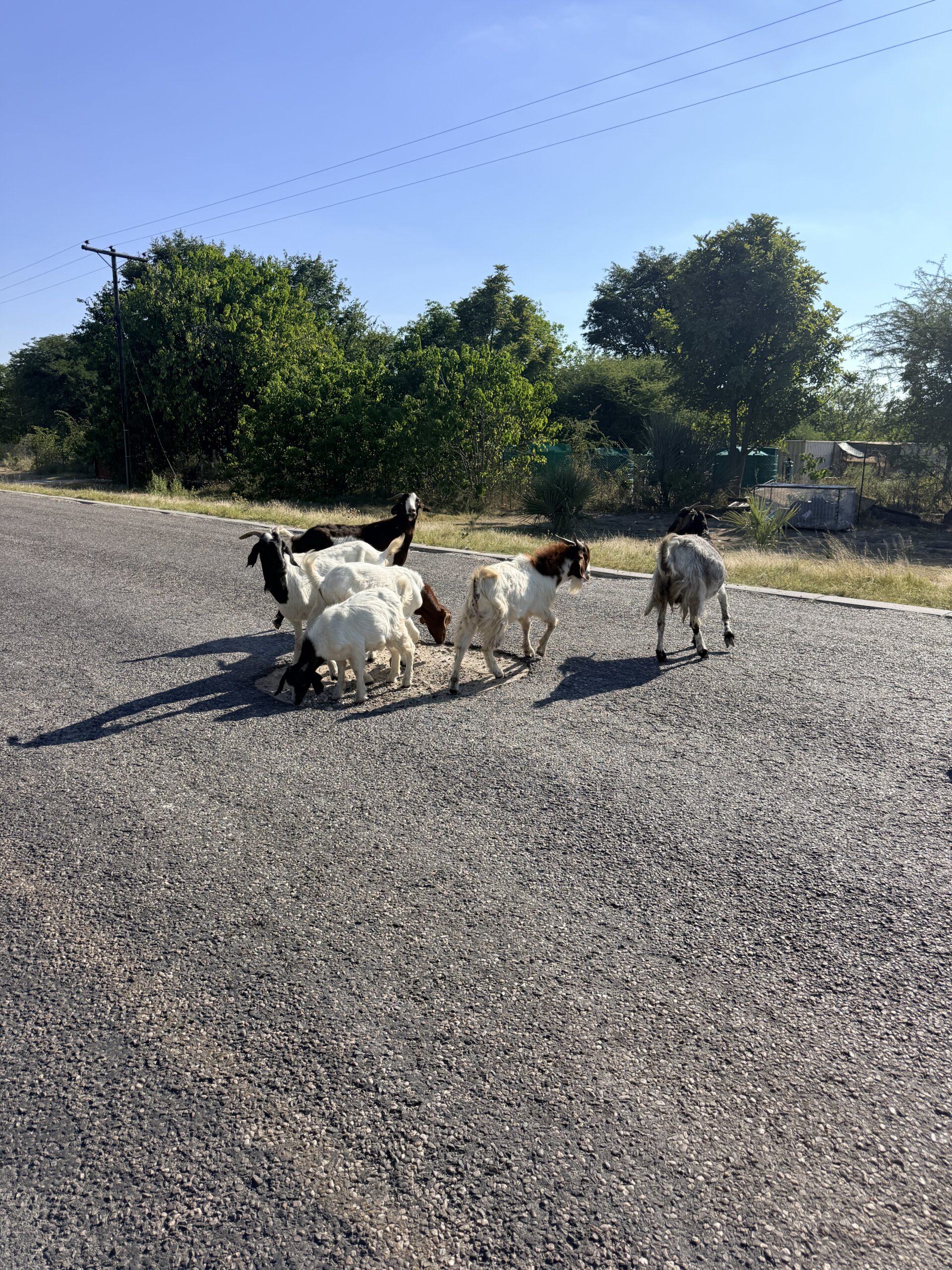 geiten in potholes