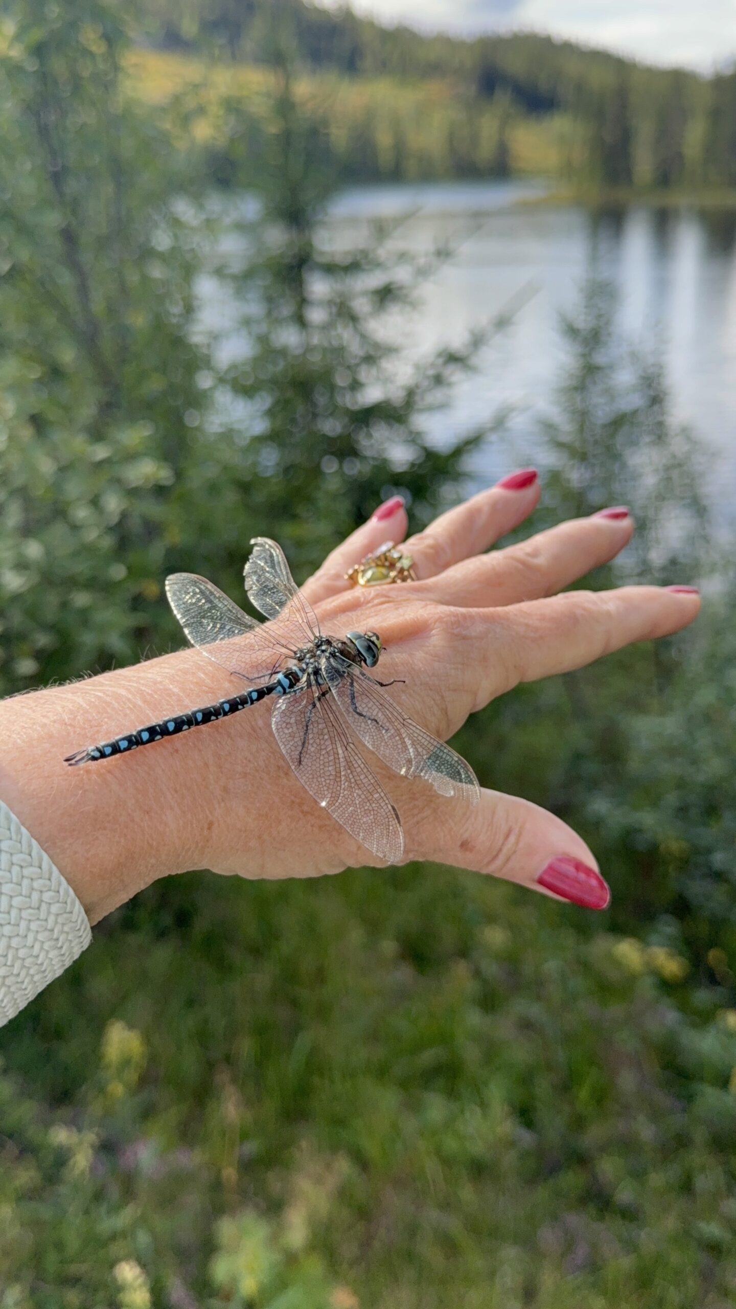 Libelle op hand in Noorwegen